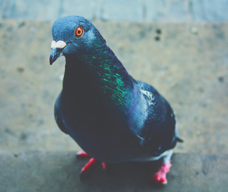 Avez-vous le syndrome du pigeon.